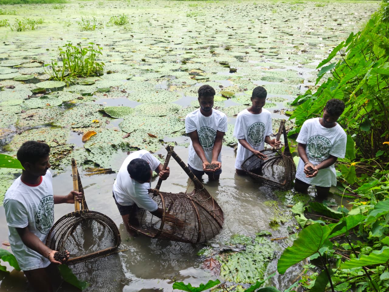 Makhana harvesting
