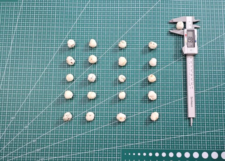 5+ Sutta Makhana size sample